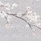 White Magnolia